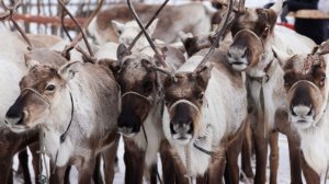 Сохранить тепло 50-градусные морозы: зимовка скота в Якутии приблизилась к завершению