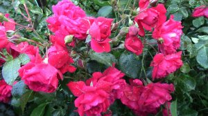 ЭТИ ЦВЕТЫ ДЛЯ ВАС