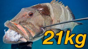 Подводная охота / Рыба стоимостью более 25 000 рублей за экземпляр