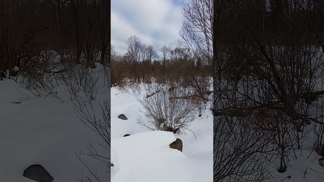 Соскучились по живому