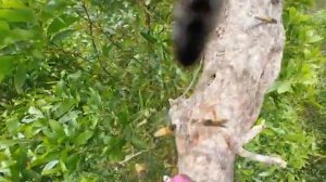 Сбор гигантских диких сот.