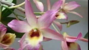 Секреты по уходу и содержанию орхидей. Как создать условия покоя и как зацвести орхидею дендробиум