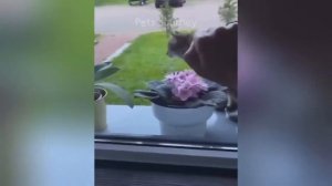 New Funny Animals 2024 😄 Funniest Cats and Dogs Videos 😻🐶 Part 4