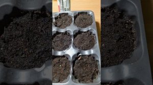 Всех женщин с праздником! А у меня рассада ....