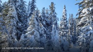 Да здравствуют снежные пальмы! Молодые невесты неба!