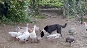 Деревенский образ жизни.