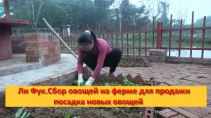 Ли Фук.Сбор овощей на ферме для продажи  — посадка новых овощей