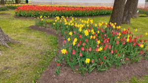 Тюльпановое изобилие.