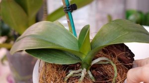 Орхидея теряет корни, затем и листья. Знакомо. Те кто делает мне нервы. "Я цвету! Не трогай ты меня"