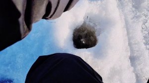 Не берущий окунь с 6 метров.