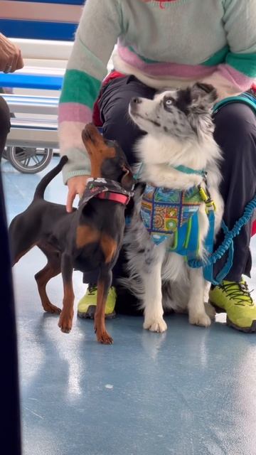 Кто много лает, не кусает ~ Французская пословица