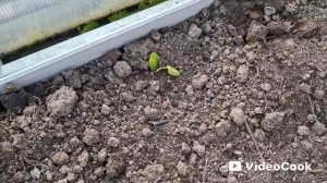 Наши 8,4 сотки.Заглянули посмотреть на наш участок.