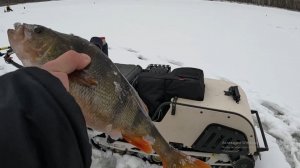 ОКУНЬ НА БЛЕСНУ И БАЛАНСИР НА ВОЛГЕ ЗИМОЙ