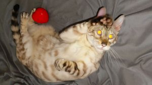 Котики поздравляют любимых женщин с праздником весны! 💐💐💐