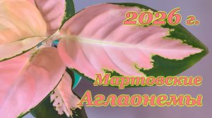 Аглаонемы март 2026г