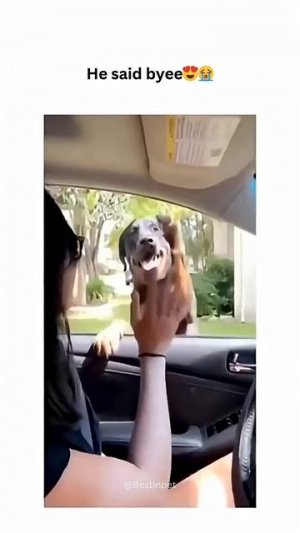 dogs being idiots #cutegolden #funny #funnypets #pets #funnyanimals #funnydogs #