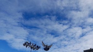 Николаевские голуби 08.03.26 г