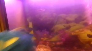 Супер Смэш Брос серия 209 Новый Подарок на 8 Марта