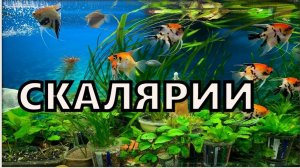 Аквариум 400 литров с МАЛЬКАМИ СКАЛЯРИИ