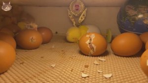 Цыплята в инкубаторе вылупляются за 30 минут