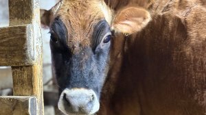 КУПИЛ ДЖЕРСЕЙСКУЮ КОРОВУ