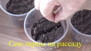 Про обработку семян перед посевом