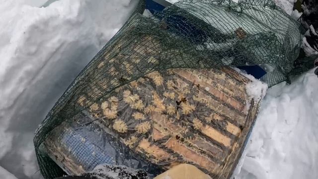 В лес к пчелам! Зимовка 2025-2026. Кандивоз-2 и рутина на пасеке