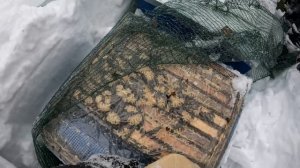 В лес к пчелам! Зимовка 2025-2026. Кандивоз-2 и рутина на пасеке