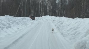С праздником!!!  А мы за тортиком. Собачки. На улице целый день