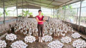 Заготовка множества утиных яиц на ферме для продажи. Фуонг. Жизнь во Вьетнаме