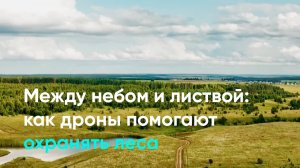 Между небом и листвой как дроны помогают охранять леса