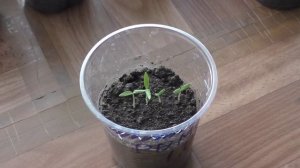 Первые работы с рассадой баклажанов