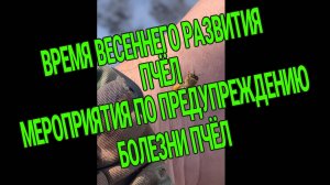 СТРАТЕГИИ ВЕСЕННЕГО РАЗВИТИЯ ПЧЕЛОСЕМЕЙ