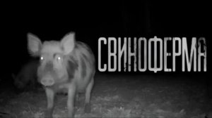 СВИНОФЕРМА... Страшные истории на ночь 🫣🫣🫣