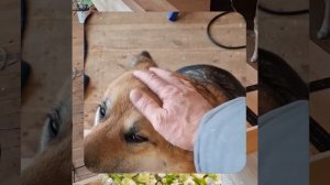 1000050885.mp4 (Собака наблюдает за устройством лестницы на 2-ой этаж в доме А-фрейм)