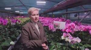 Редкие виды орхидей | «Чудо техники»