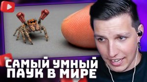 Я ПОДРУЖИЛСЯ С САМЫМ УМНЫМ ПАУКОМ В МИРЕ | РЕАКЦИЯ МАЗЕЛЛОВА
