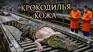 🐊 От живого крокодила до сумки за миллион — шокирующий процесс на заводе
