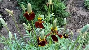 Как вырастить многолетний цветок ратибиду из семян