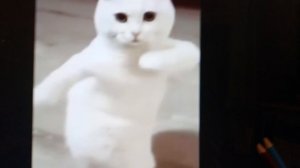 Котик не знает чем заняться скучно дети Жалко я погода и поёт песенку открываем без ключа маленькие