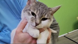 Спасаем осиротевшую Масю и брошенную Зену с запущенным отитом.