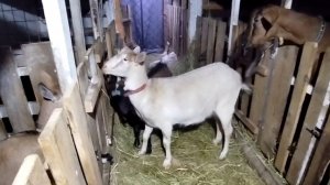 08-03-2026 Держу кулочки, хоть бы получилось / не хочу торт.