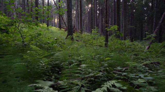 СКВОЗЬ ЧАЩУ ЛЕСА