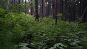 СКВОЗЬ ЧАЩУ ЛЕСА