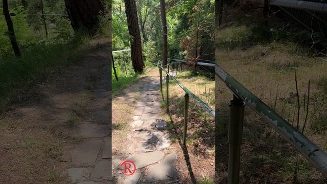 Звуки цикад, Шепот деревьев, Пение природы на лесной дороге!