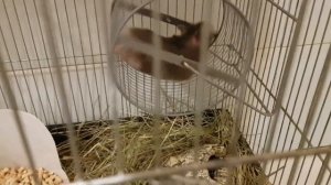 1 день Спаривание черн с черн