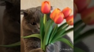 С 8 марта!🌷🌸🌹
Отправьте это видео близким и родным