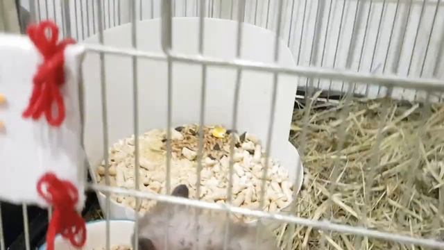 Выгрузил в туалет и чернушка в колесе