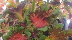 Готовлю салат, занимаюсь цветами, что с нашей машиной.