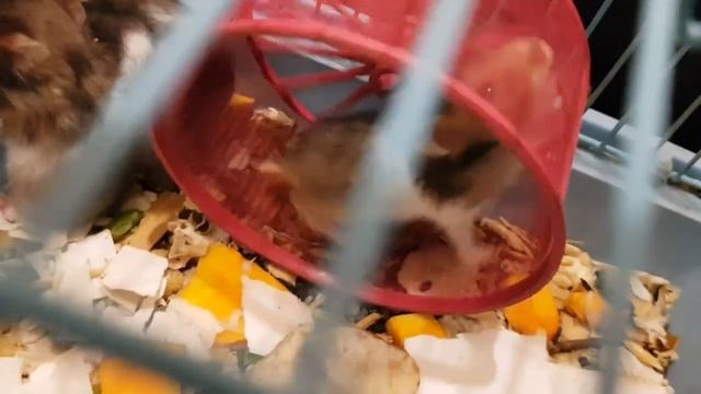 Трех цветные хомячки, выловил одного